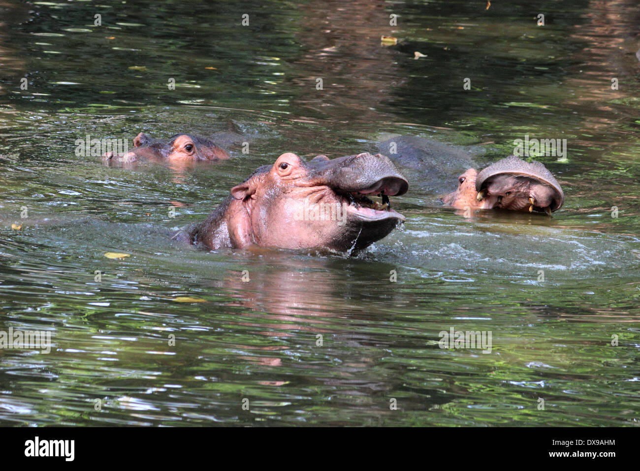 ( Hippopotamus Hippopotamus amphibius ) Banque D'Images