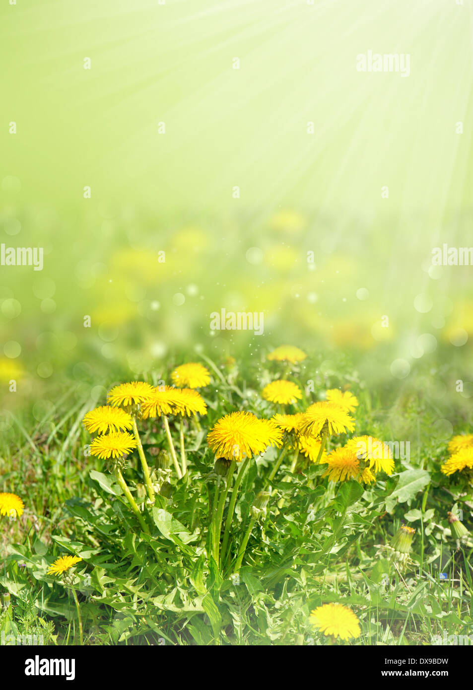 Fleurs de pissenlit dans l'herbe verte sur fond nature floue. printemps paysage champ mise au point sélective. Banque D'Images