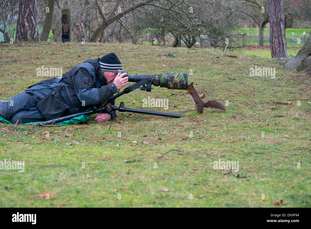 L'Écureuil roux (Sciurus vulgaris) autour d'un appareil photo. Banque D'Images