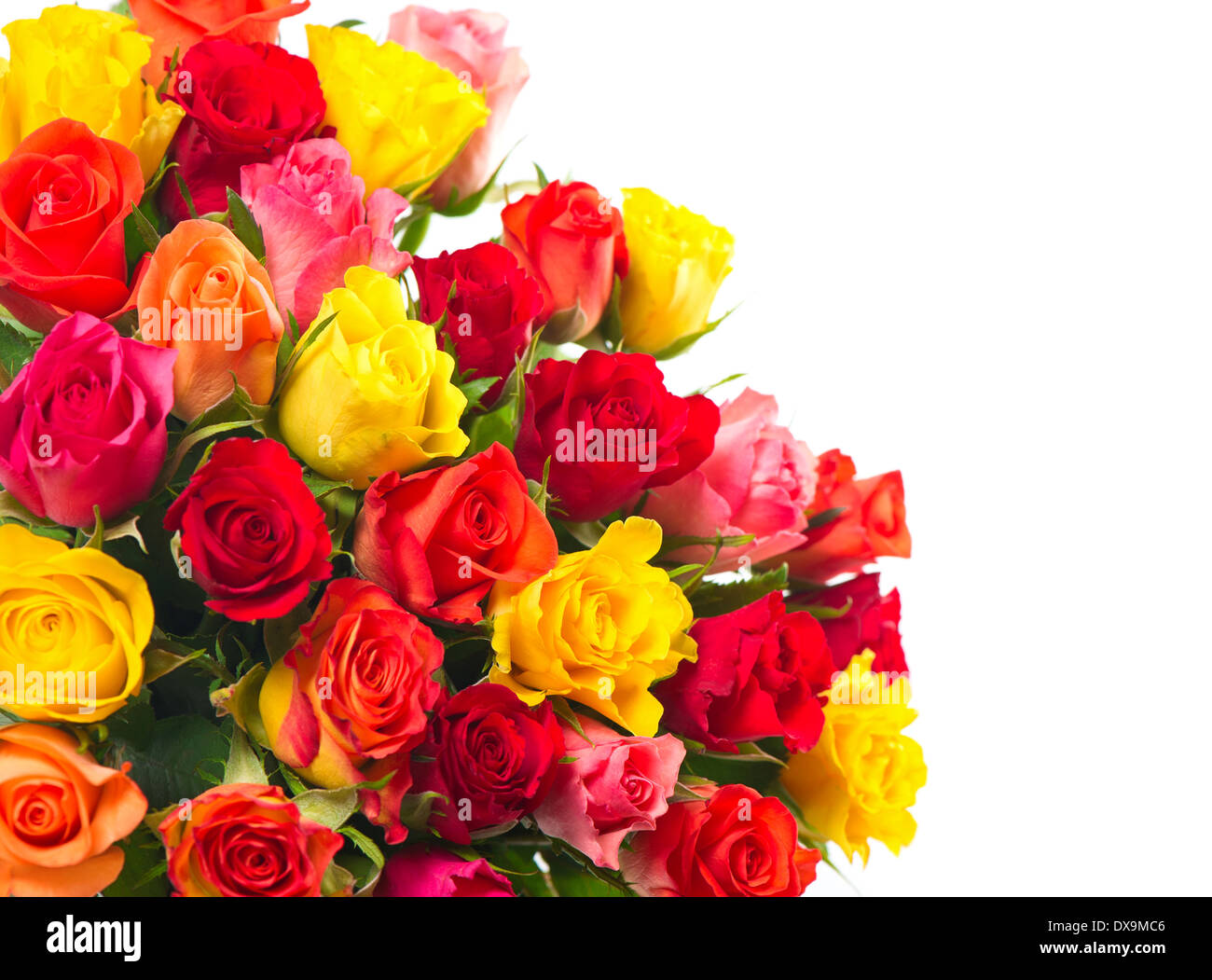 Roses sur fond blanc. bouquet de rouge, rose, jaune, rose des fleurs de  couleur orange Photo Stock - Alamy