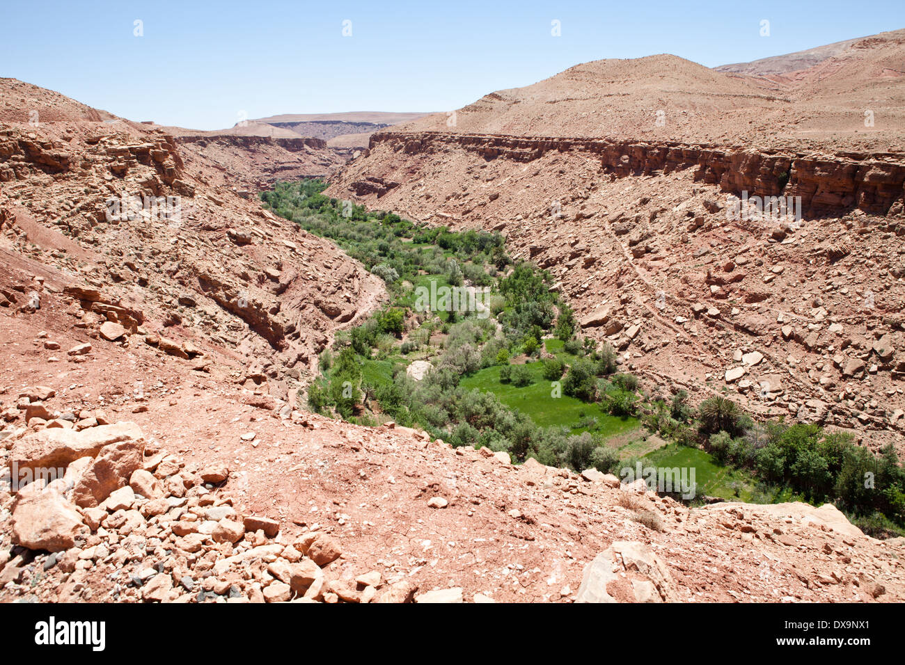 L'Afrique, Maroc, Région de l'Atlas, l'Oasis Banque D'Images