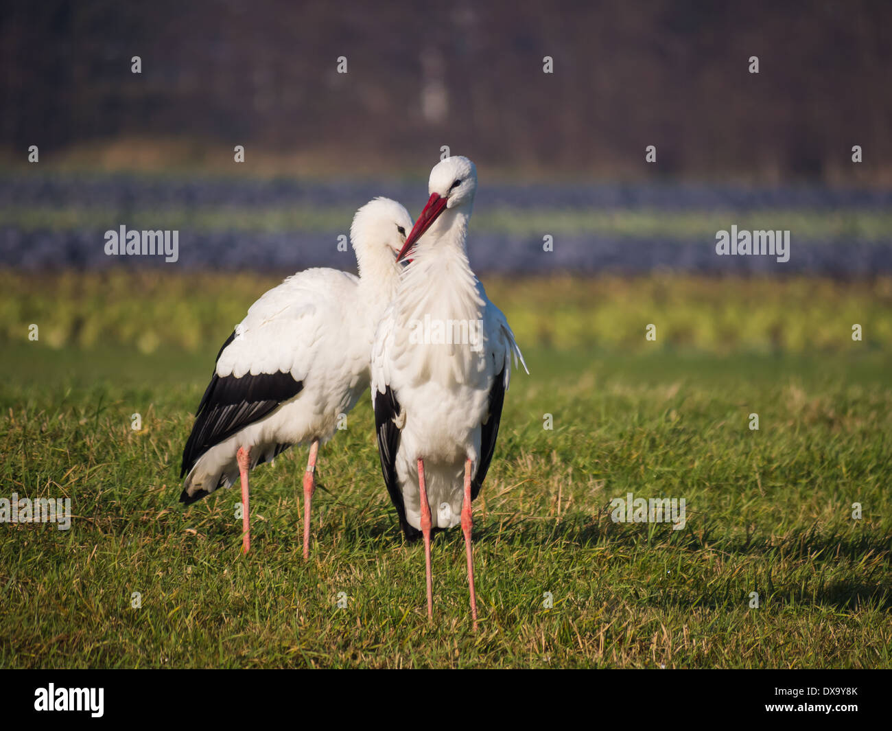 Petit groupe de cigogne dans un champ à la fin de l'été Banque D'Images