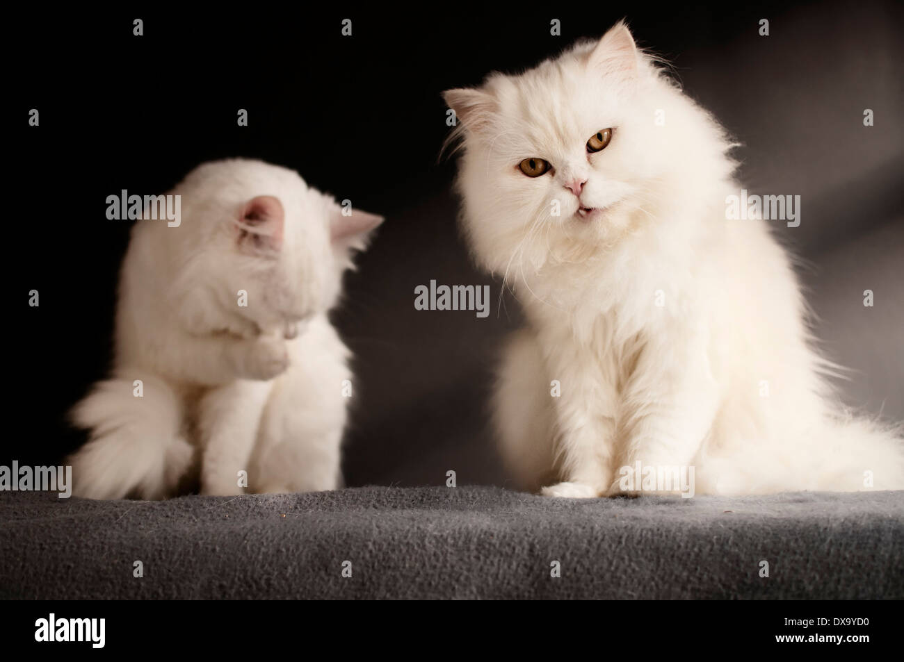 Deux chats Banque D'Images