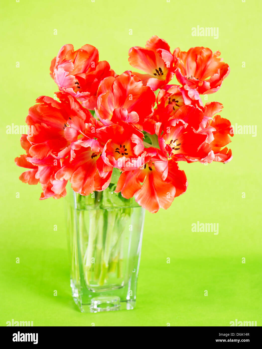 Jacinthes roses dans un vase en verre Banque D'Images