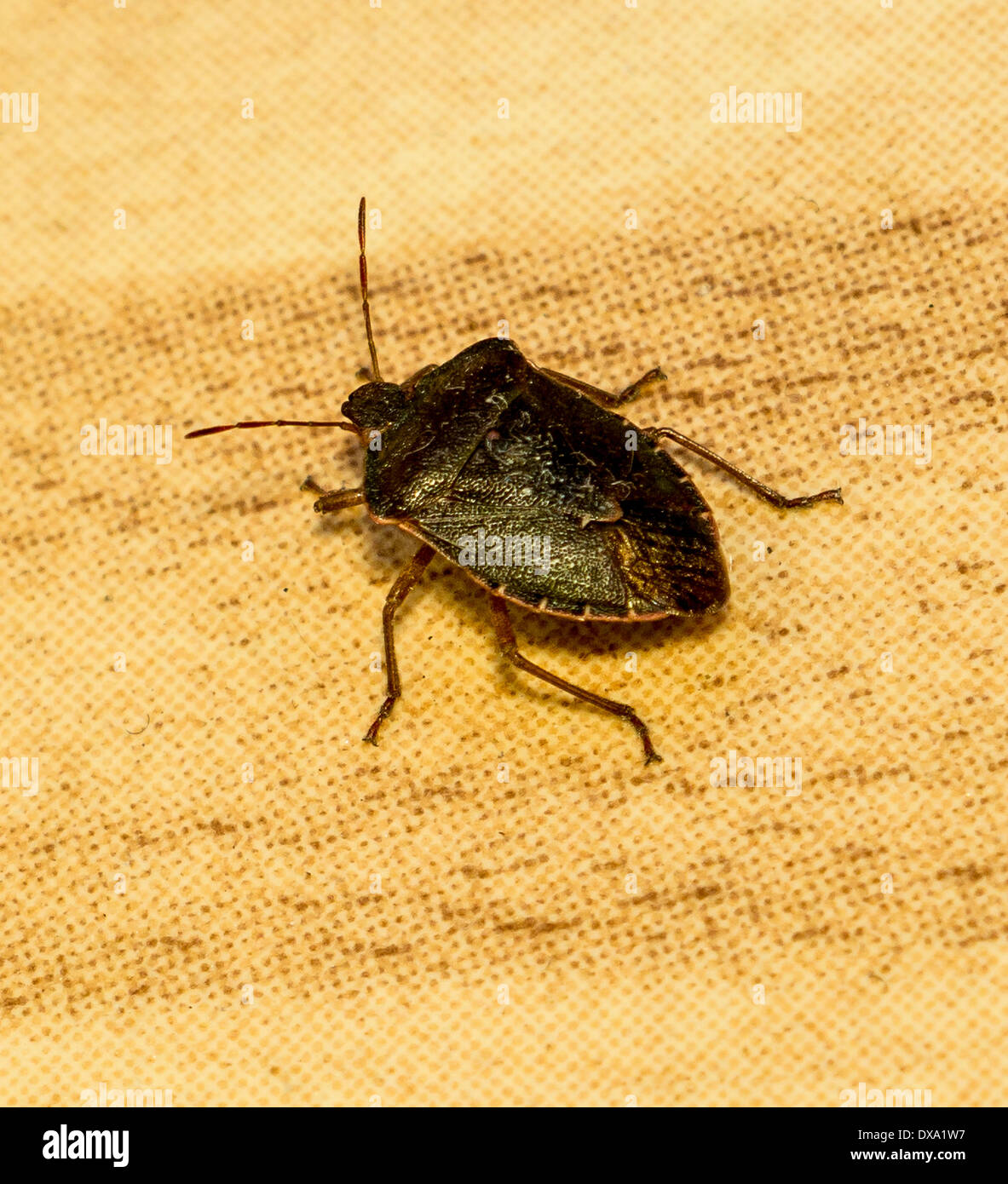 Green stink bug (Nezara viridula). Banque D'Images