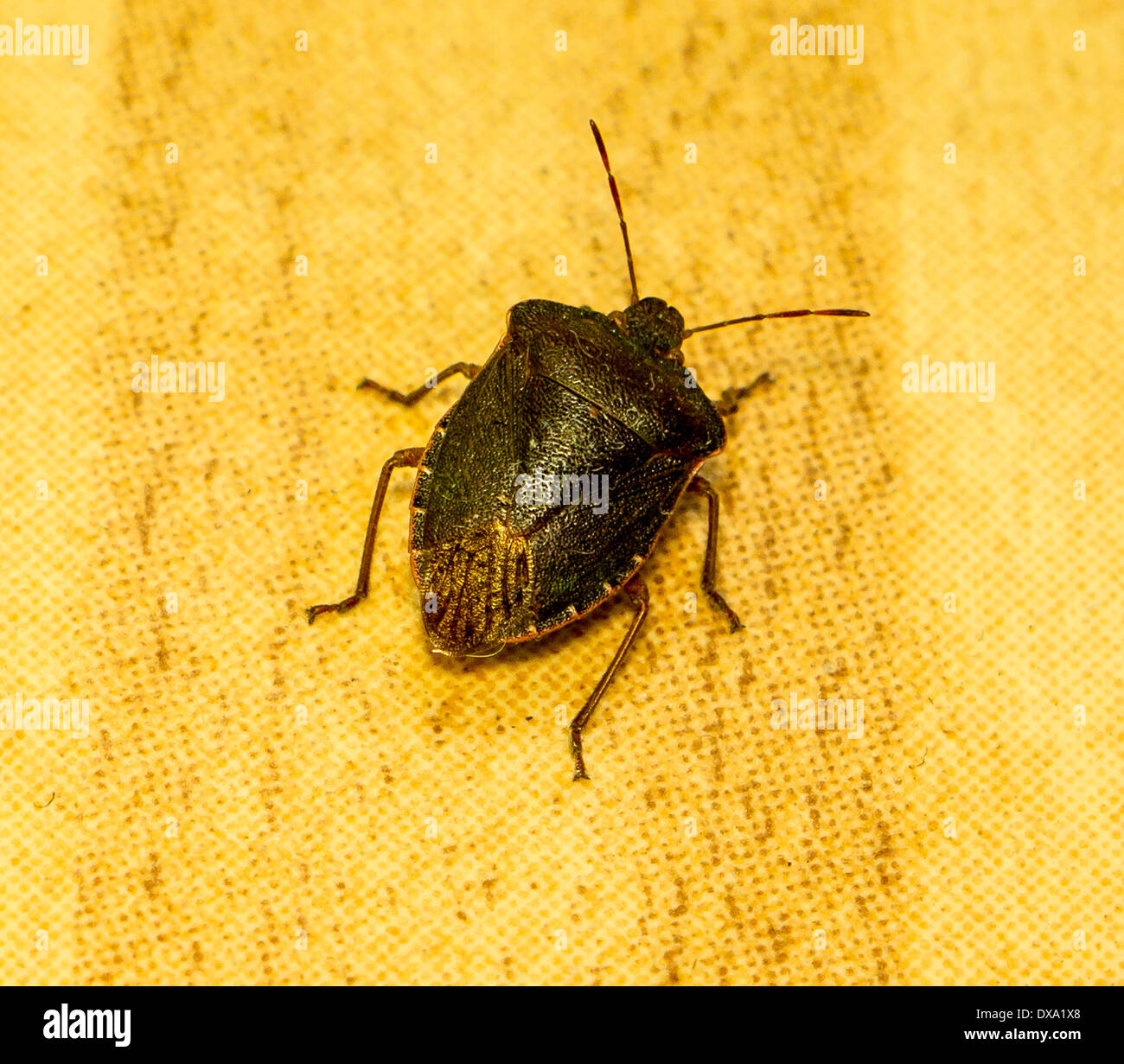 Green stink bug (Nezara viridula). Banque D'Images