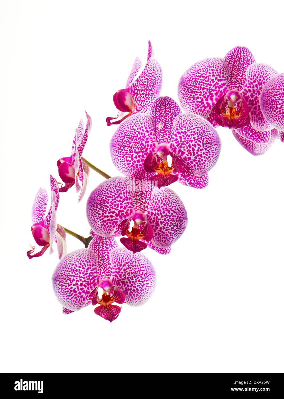 Belle orchidée fleur sur fond blanc Banque D'Images