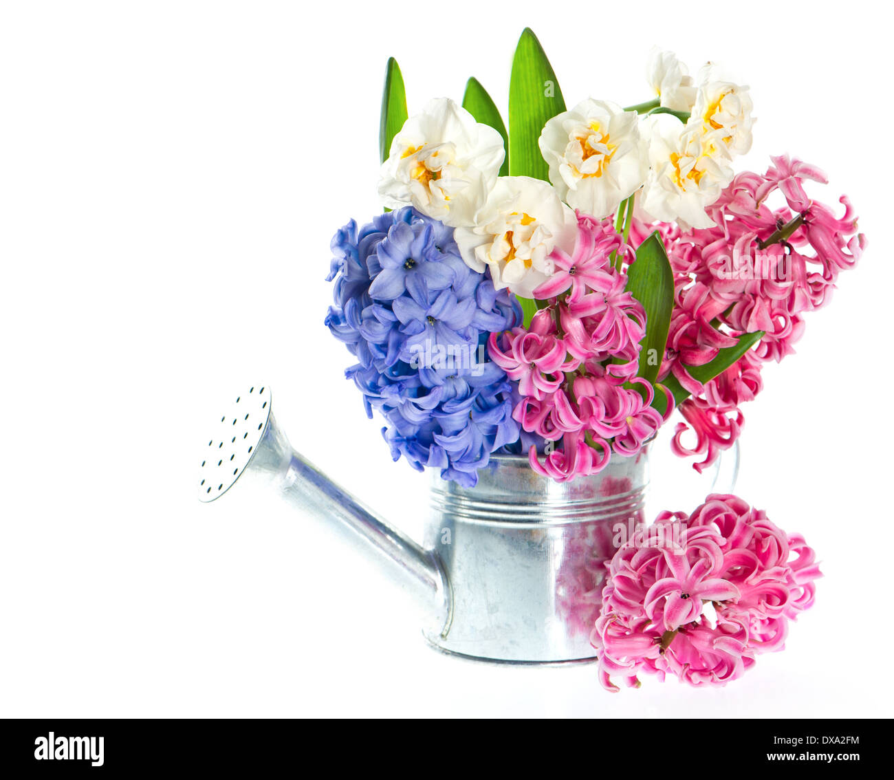 Narcisse et jacinthes. fleurs de printemps dans la région de arrosoir Banque D'Images