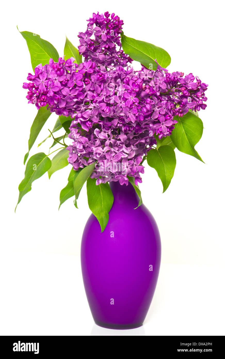 Bouquet de lilas dans un vase de fleurs sur fond blanc Banque D'Images