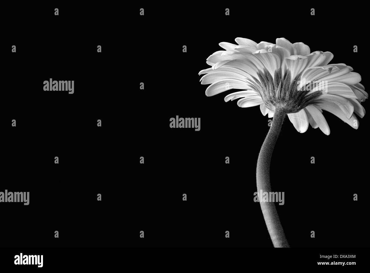 Gerbera jamesonii, noir et blanc fleur vue du dessous contre un solide fond noir. Banque D'Images