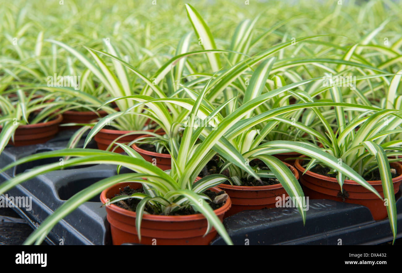 Les petites plantes en pots à l'intérieur d'une pépinière de Nottingham, Nottinghamshire England UK Banque D'Images