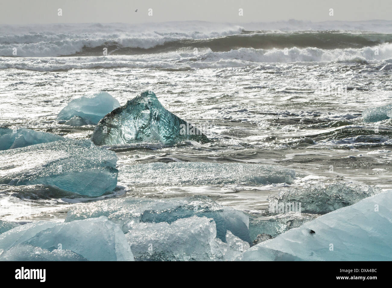 Une remarquable au milieu des icebergs Translucide bleu gros icebergs dans le surf s'écraser sur le sable noir à Jokulsarlon, Islande Banque D'Images