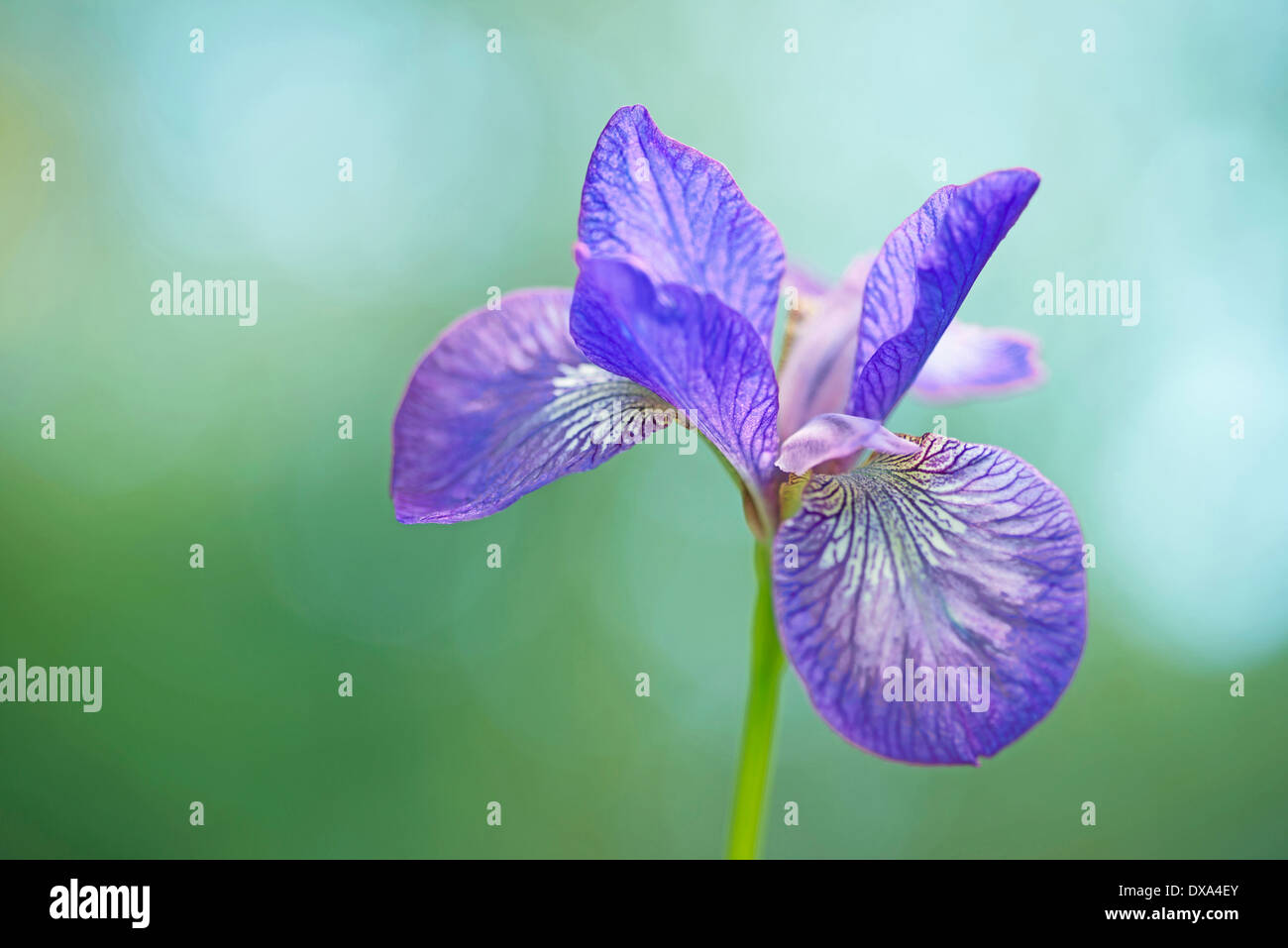 Iris de Sibérie, Iris sibirica 'rose', mousseux, fleurs pourpres contre fond vert. Banque D'Images