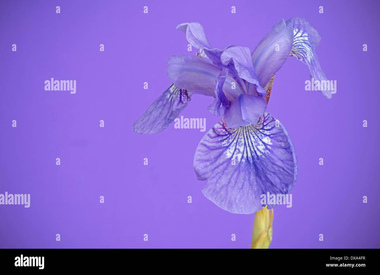 Iris de Sibérie, Iris sibirica 'rose', mousseux, fleurs pourpres contre fond mauve. Banque D'Images
