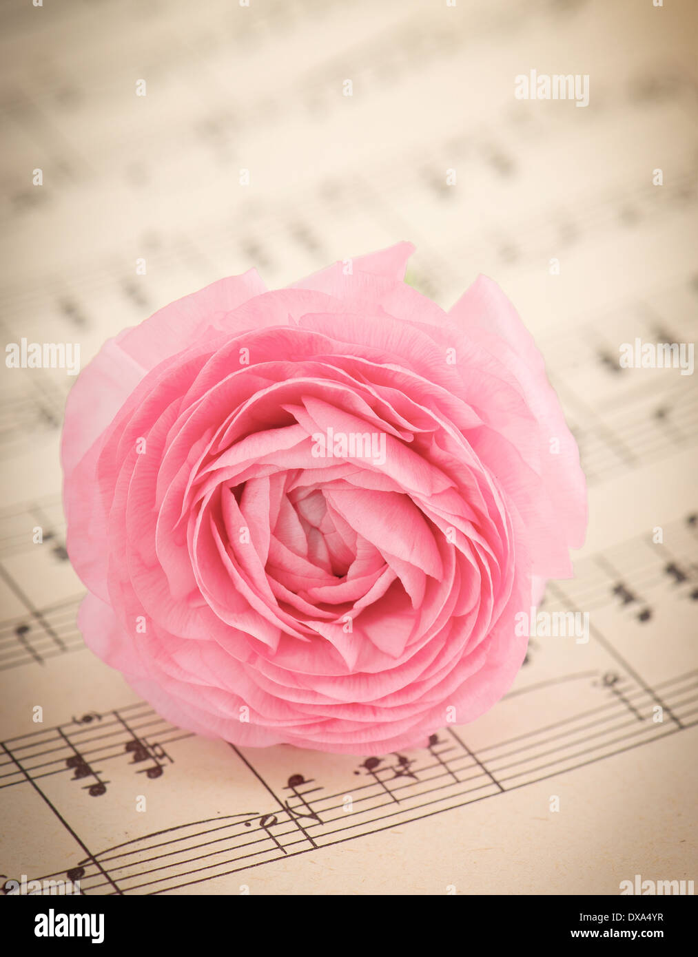 Soft pink ranunculus fleurs sur la page style vintage. Banque D'Images
