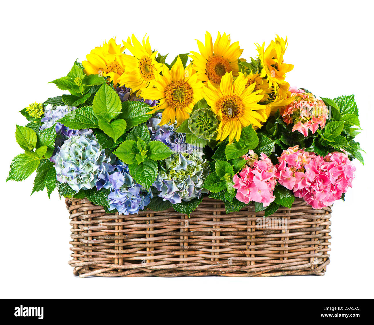 Tournesols colorés et buissons d'hortensias Banque D'Images