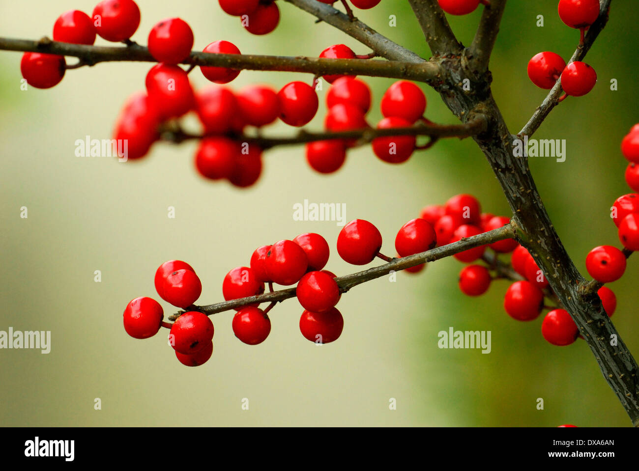 Houx, Ilex Banque D'Images