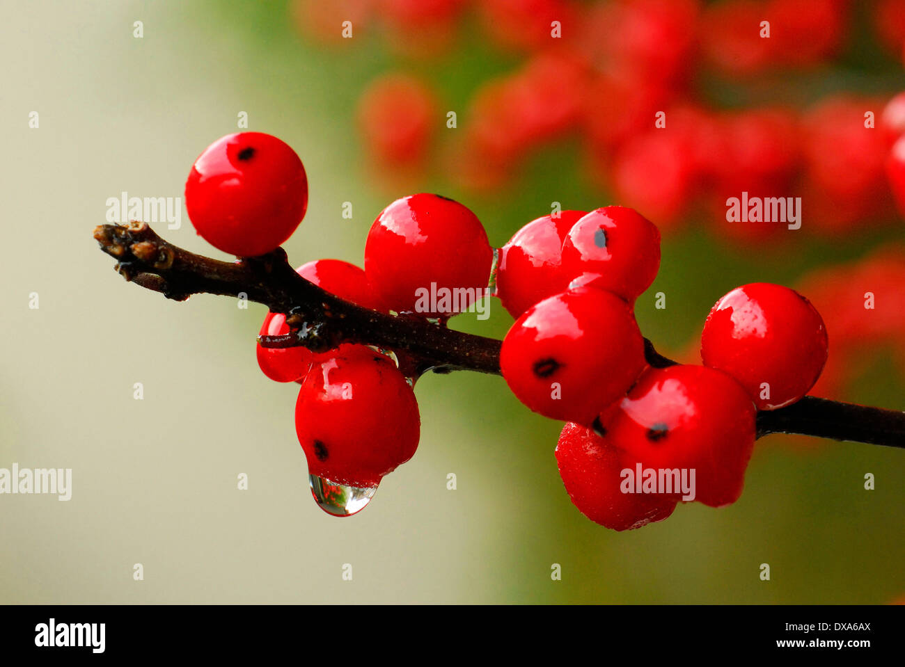 Houx, Ilex Banque D'Images
