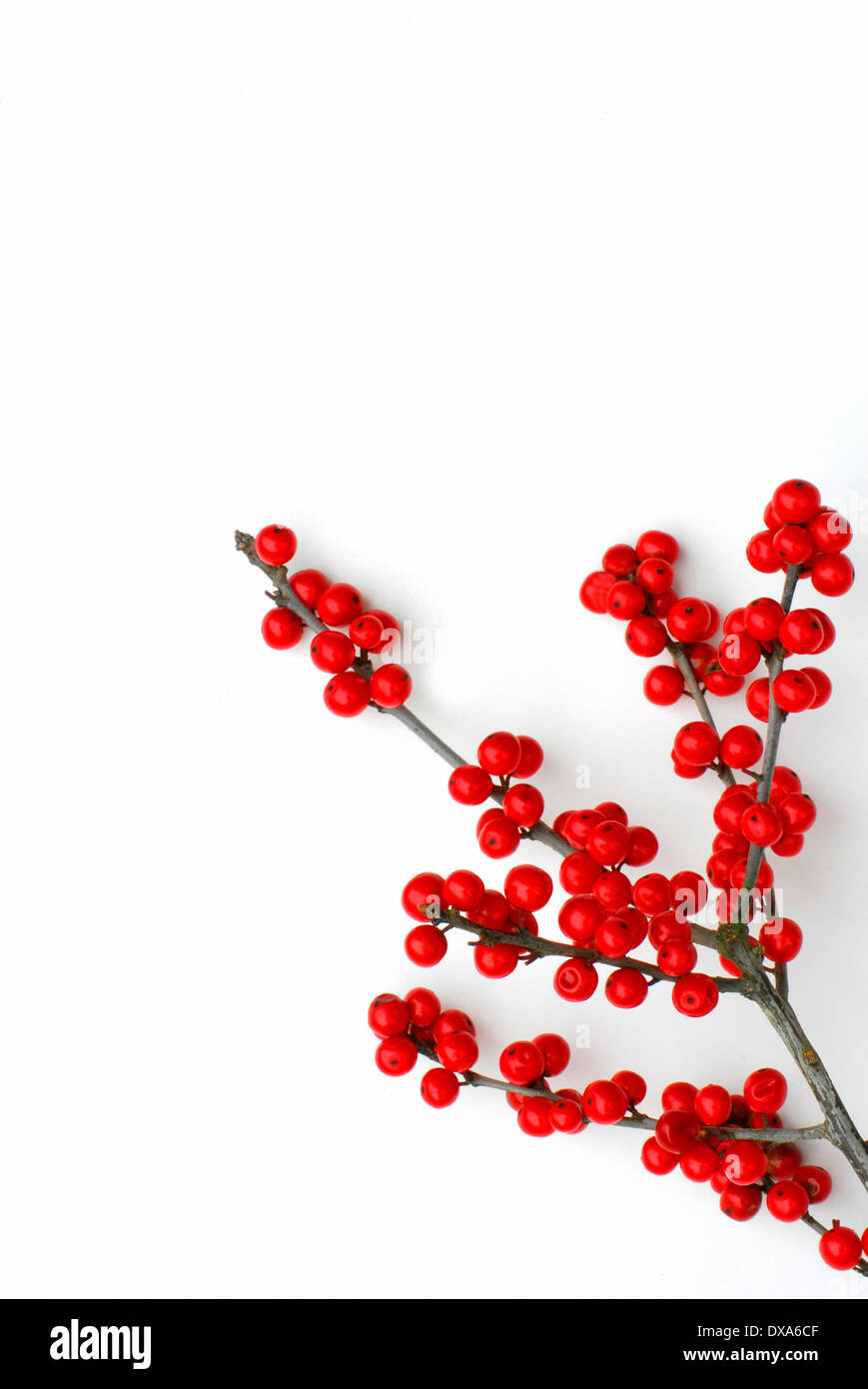 Houx, Ilex Banque D'Images