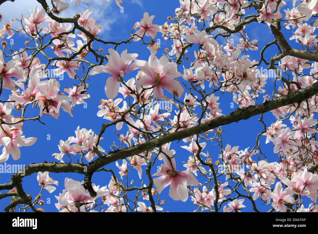 Nymans, Sussex, England, UK. 21 mars 2014. Les fleurs de magnolia rose fabuleux robusta sargentiana en pleine floraison contre ciel bleu vif dans un jardin dans la campagne du Sussex. Credit : Julia Gavin/Alamy Live News Banque D'Images