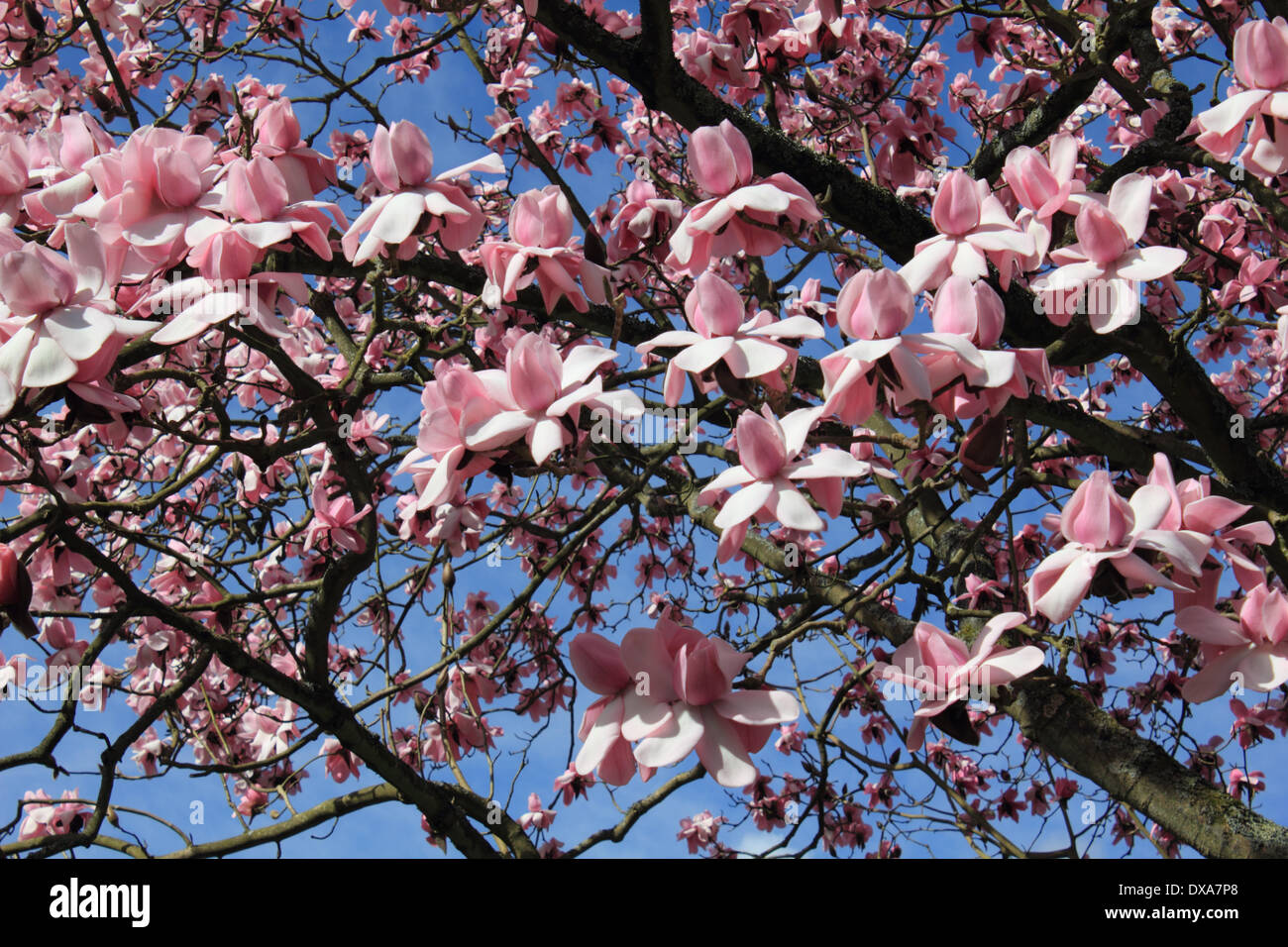 Nymans, Sussex, England, UK. 21 mars 2014. Les fleurs d'un rose magnifique magnolia arbre en fleurs contre ciel bleu vif dans la campagne du Sussex. Credit : Julia Gavin/Alamy Live News Banque D'Images