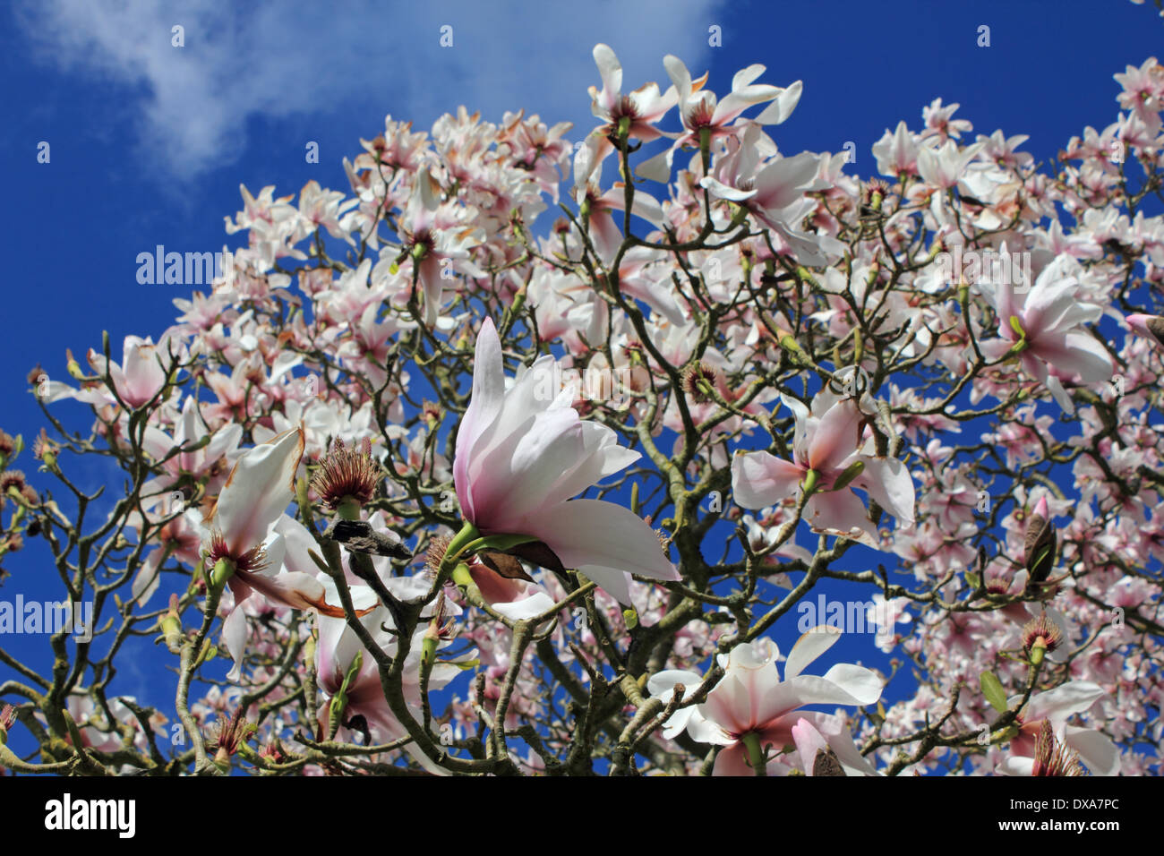 Nymans, Sussex, England, UK. 21 mars 2014. Les fleurs de magnolia rose fabuleux robusta sargentiana en pleine floraison contre ciel bleu vif dans la campagne du Sussex. Credit : Julia Gavin/Alamy Live News Banque D'Images