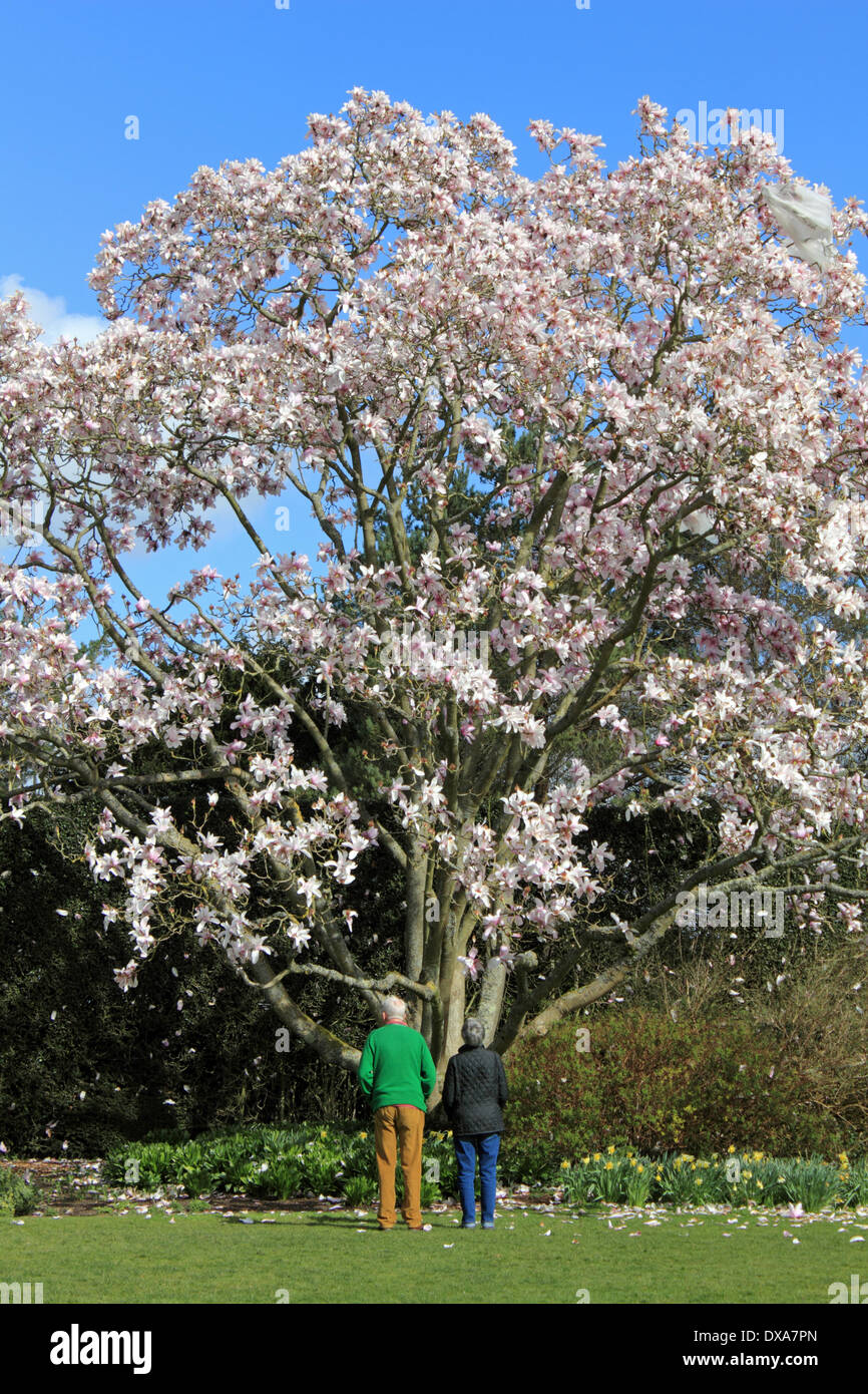Nymans, Sussex, England, UK. 21 mars 2014. Le glorieux de la vue des fleurs de printemps sur une journée ensoleillée. Ici un couple sont à admirer les superbes fleurs de magnolia rose robusta sargentiana en pleine floraison dans la campagne du Sussex. Credit : Julia Gavin/Alamy Live News Banque D'Images