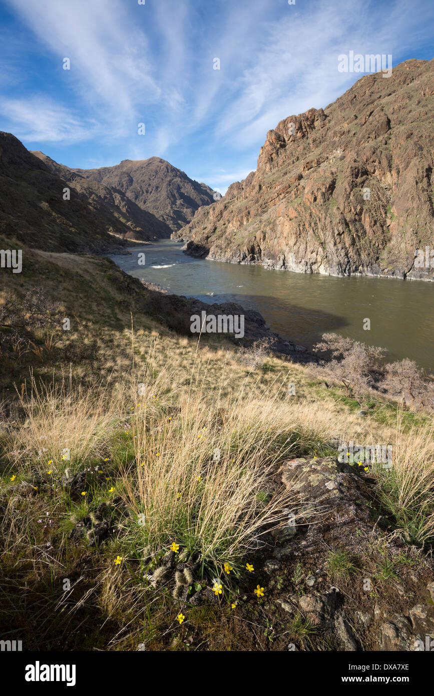 Fleurs, cactus et herbes, Hells Canyon, de l'Oregon. Banque D'Images