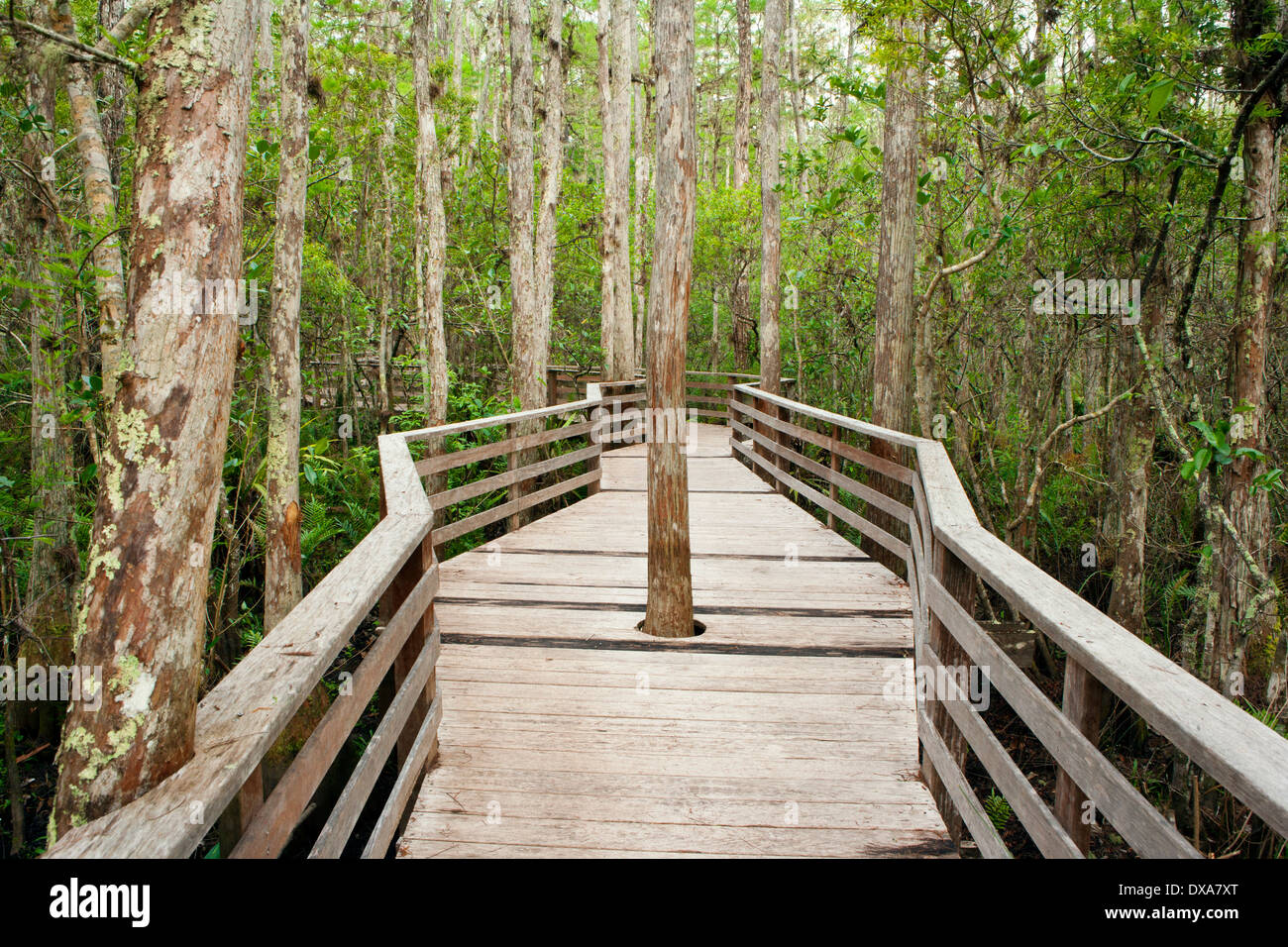 Sentier de la promenade au marais tire-bouchon - Sanctuaire près de Naples, Florida USA Banque D'Images