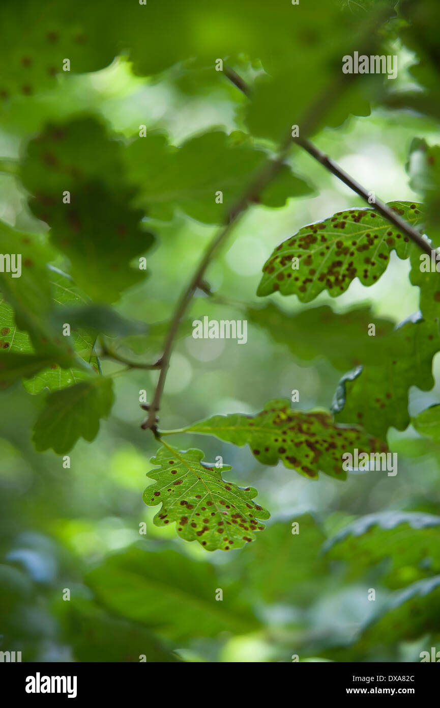 Chêne, Quercus robur, les feuilles infestées par la vésicule spangle commun causé par la guêpe cynips. Banque D'Images