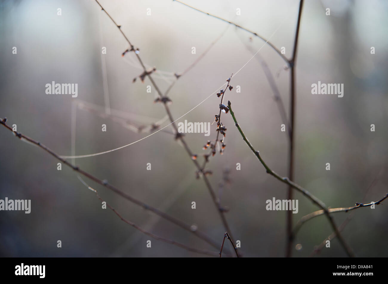 Les brindilles dans un hiver brumeux, l'établissement relié par Spider web brins. De subtiles teintes douces à l'arrière-plan. Banque D'Images