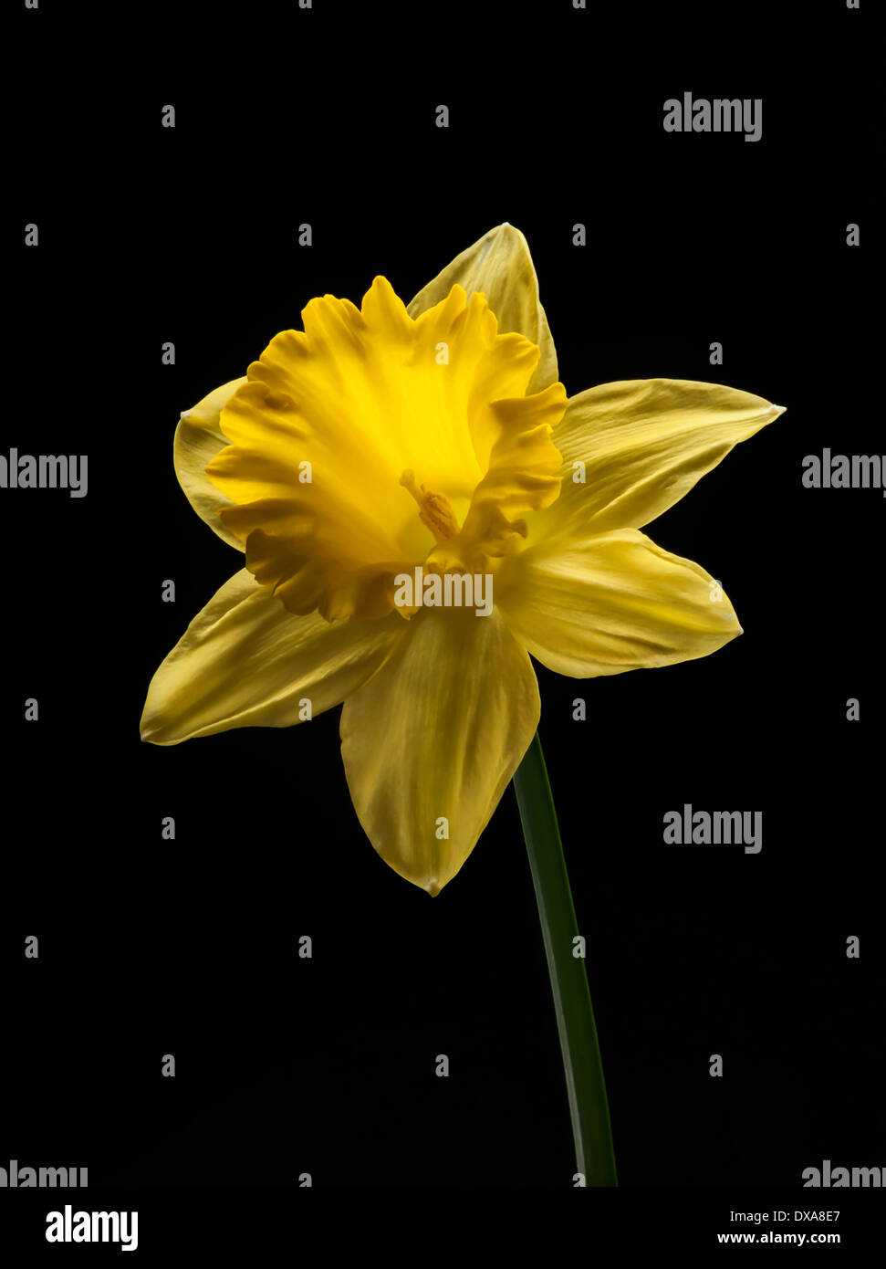 Jonquille, Narcissus 'Dnéerlandais Master', tout droit tiré d'une seule fleur solide contre l'arrière-plan noir. Banque D'Images