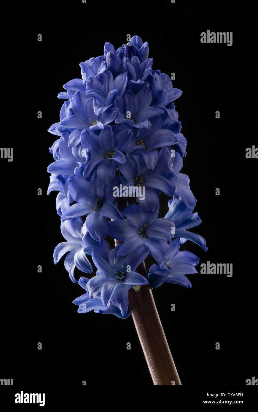 Jacinthe, Hyacinthoides orientalis 'Blue Pearl', simple tige contre un  solide fond noir Photo Stock - Alamy
