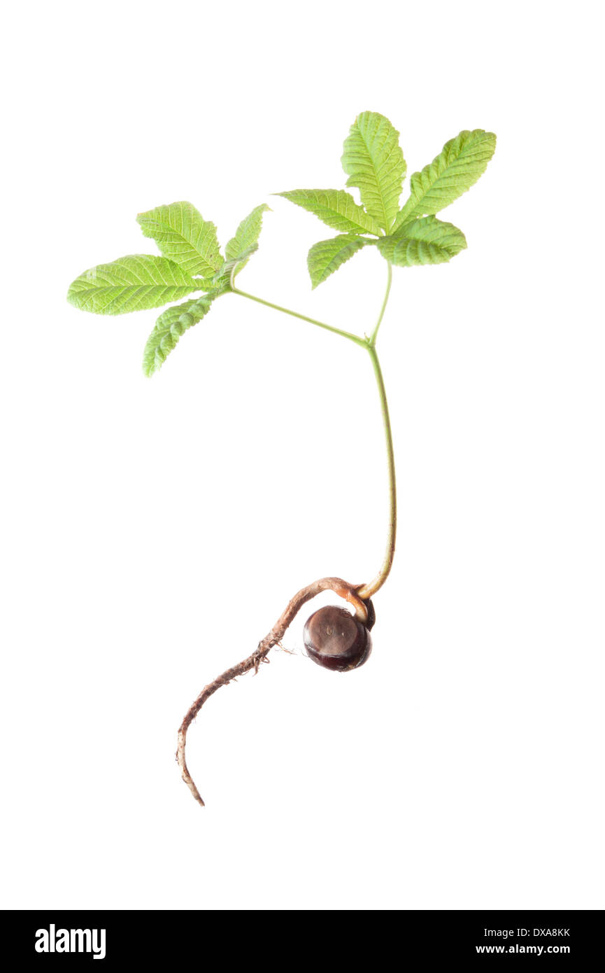 Le marronnier d'Inde, Aesculus hippocastanum, plantule montrant le conker encore attaché. Banque D'Images
