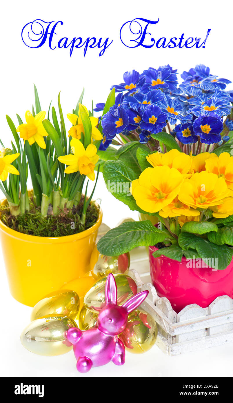 Les fleurs du printemps avec décoration de pâques. primevères et Narcisse en pot sur fond blanc. Banque D'Images