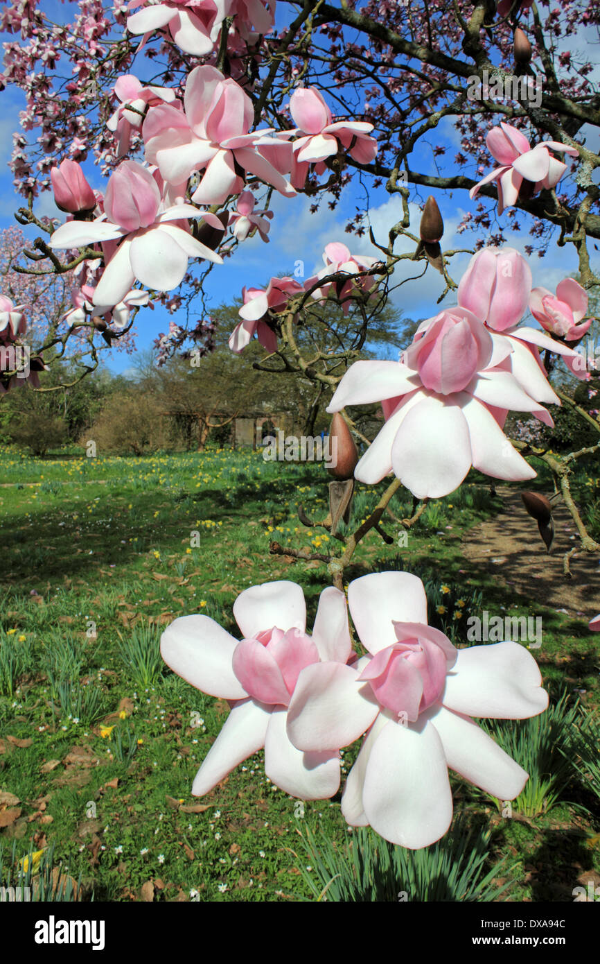 Nymans, Sussex, England, UK. 21 mars 2014. La fabuleuse des fleurs roses de robusta sargentiana magnolia en fleurs dans un jardin dans la campagne du Sussex. Credit : Julia Gavin/Alamy Live News Banque D'Images