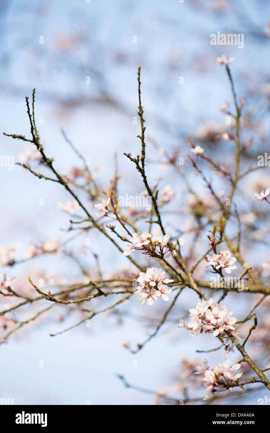 Prunus cerasifera 'Hessei', cerisier ou Prunier Myrobalan Banque D'Images