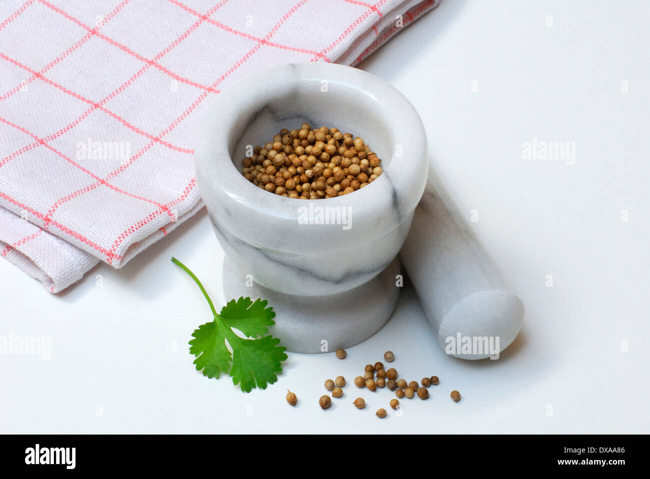 Coriandre Banque D'Images