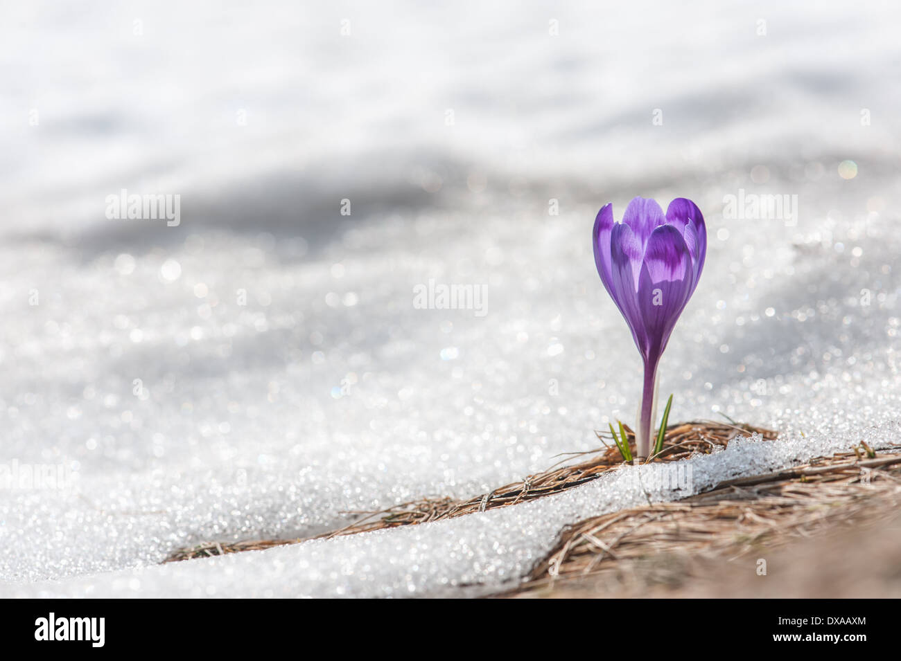 Fleur de printemps crocus close up Banque D'Images