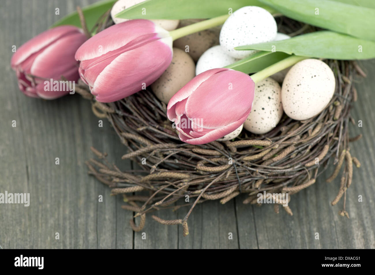 Les œufs des oiseaux dans le nid avec des fleurs tulipes Banque D'Images