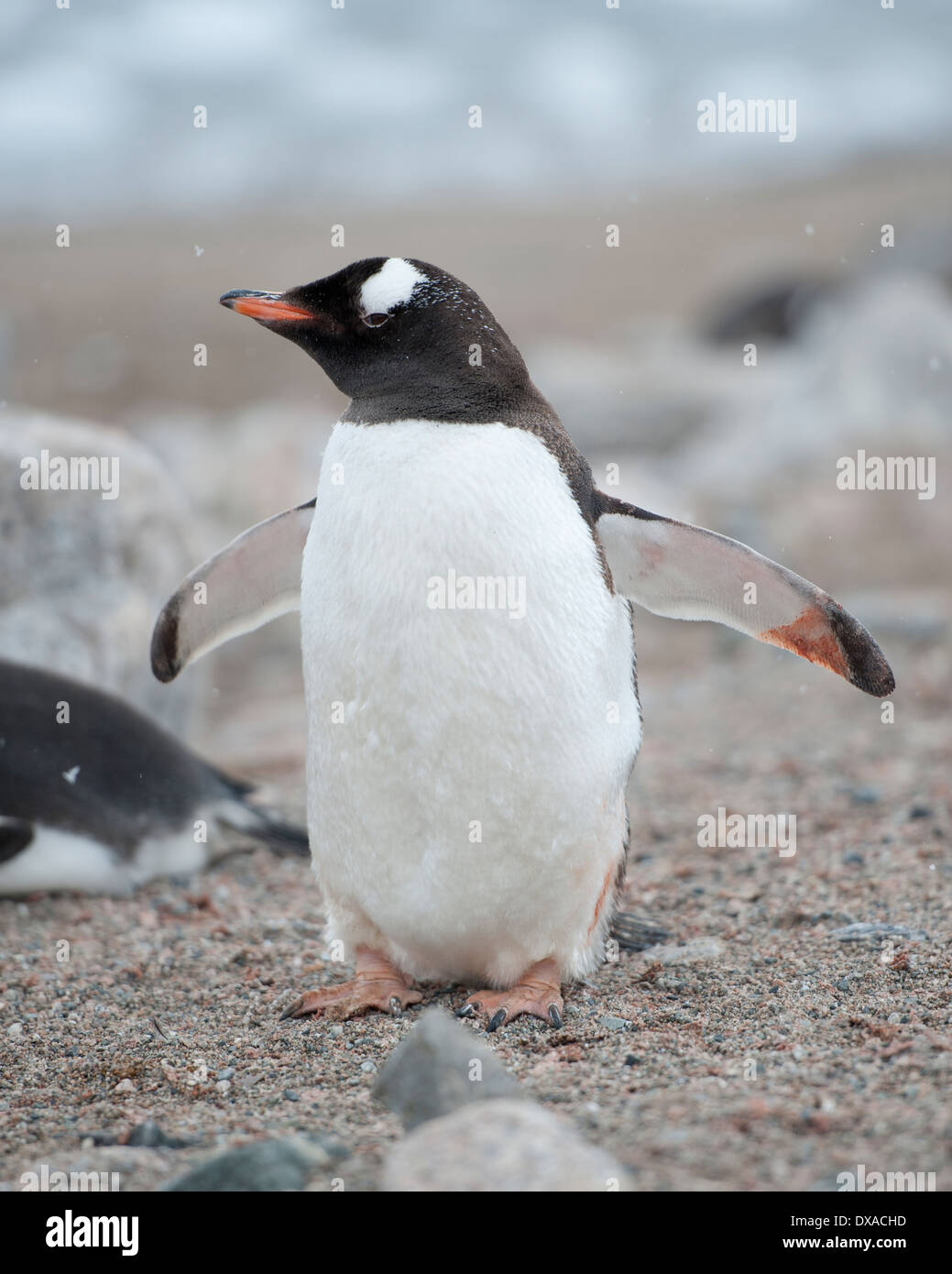 Gentoo pingouin, Pygoscelis papua, Hannah Point, Îles Shetland du Sud Banque D'Images