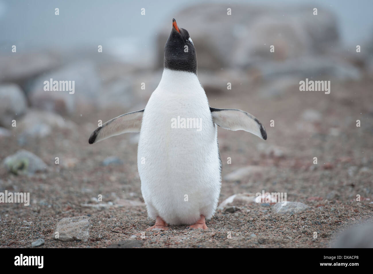 Gentoo pingouin, Pygoscelis papua, Hannah Point, Îles Shetland du Sud Banque D'Images