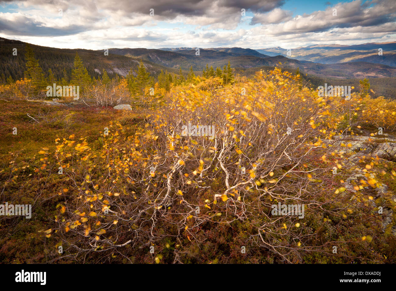 Couleurs d'automne sur les bouleaux à Borofjell à Eggedal Buskerud fylke Norvège,,. Banque D'Images