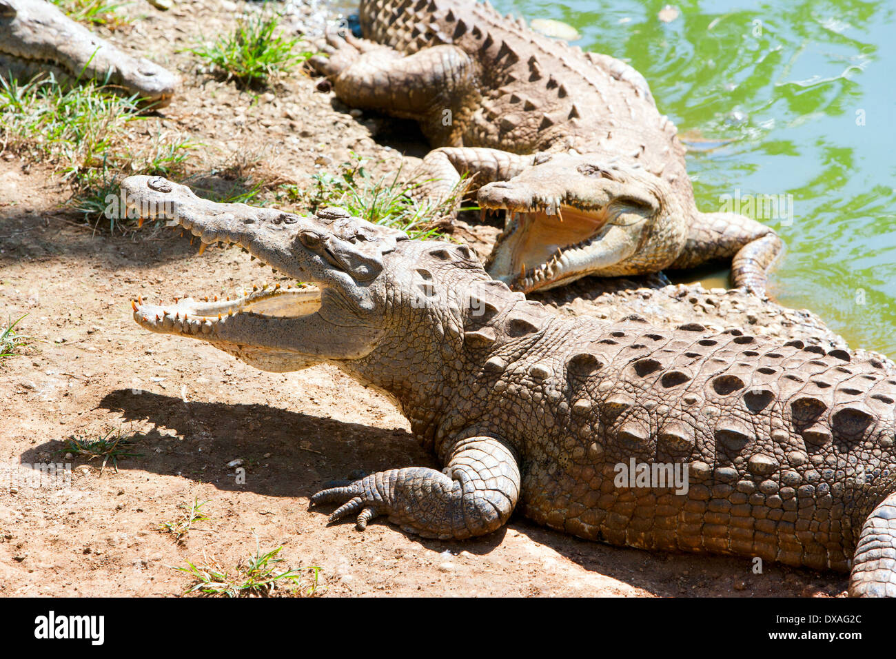 Alligators sur le bord d'une rivière. Banque D'Images