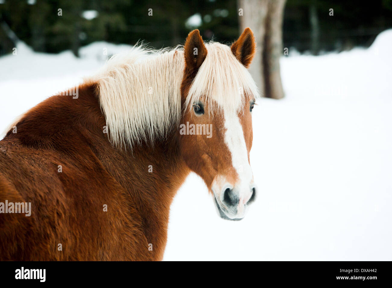Brown horse belge dans l'hiver Banque D'Images