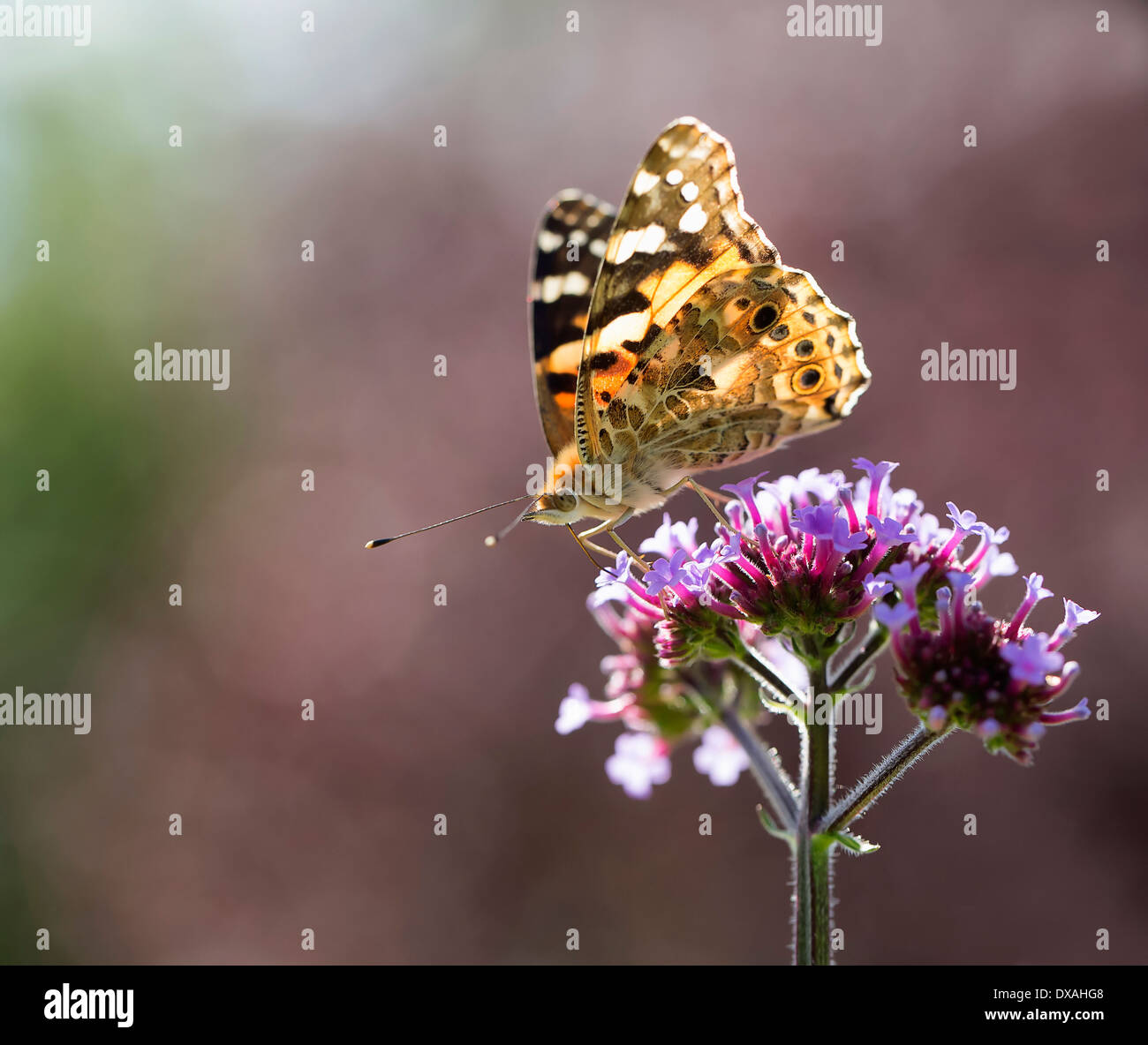 La Verveine, Verbena bonariensis brésilien avec un papillon belle dame, rétroéclairé. Banque D'Images