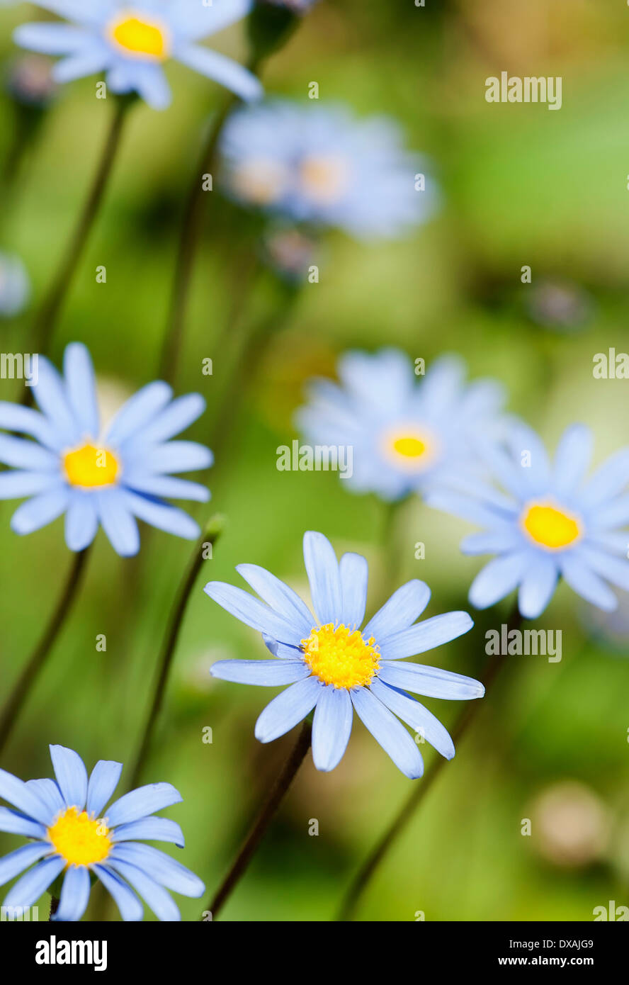 Daisy, daisy bleu, Felicia amelloides. Banque D'Images