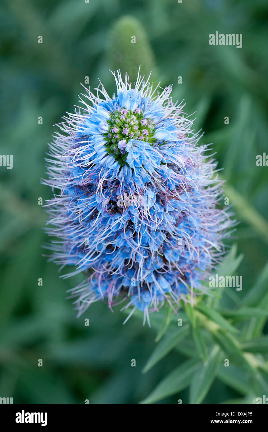 La fierté de Vipérine commune, Madère, Echium candicans, fleurs de couleur bleue spikey. Banque D'Images