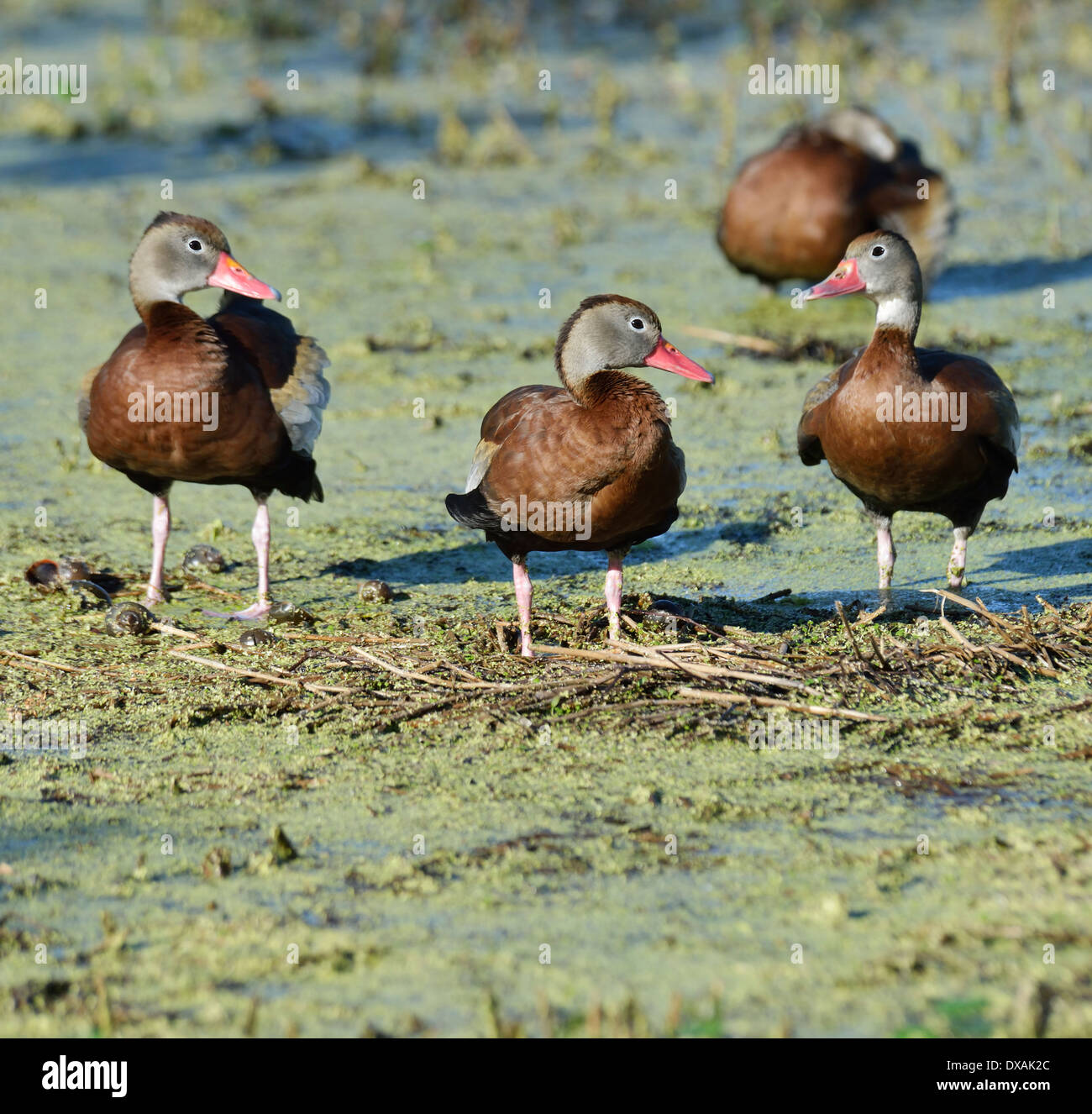 Black-bellied Whistling-canards dans les milieux humides de Floride Banque D'Images