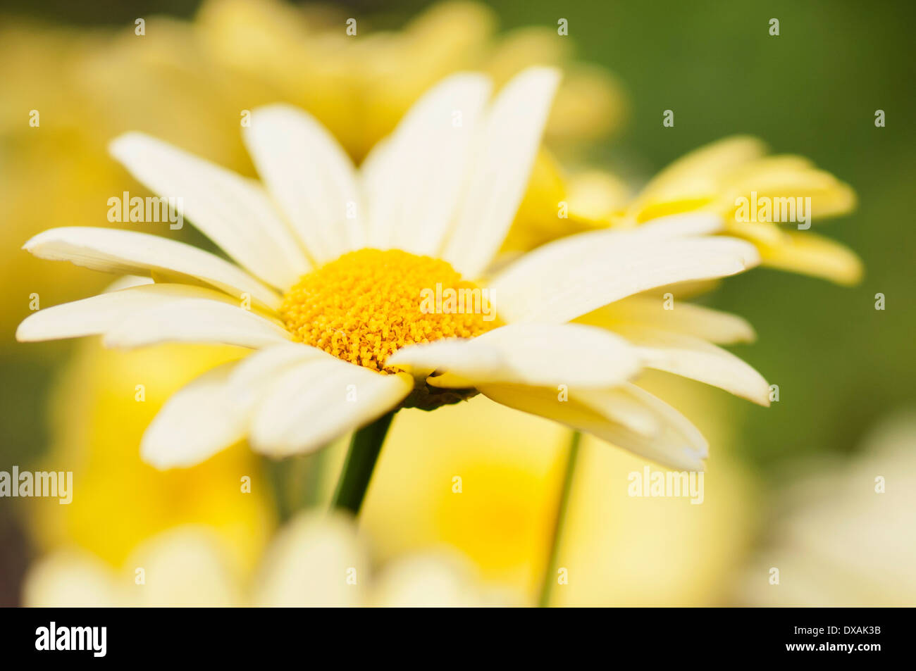 Marguerite Marguerite, Cornish Argyranthemum frutescens 'gold' ,close up. Banque D'Images